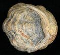 Bumpy, Enrolled Barrandeops (Phacops) Trilobite #11257-2